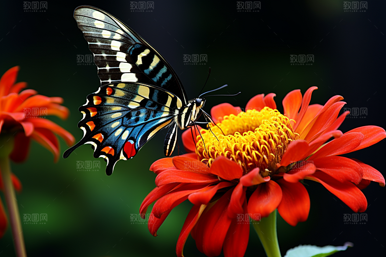 蝴蝶翅膀花卉摄影图