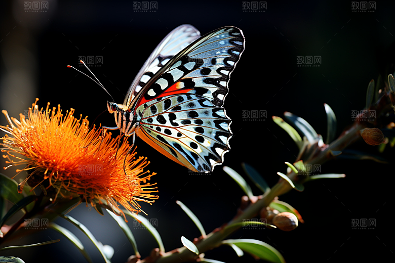 蝴蝶花卉彩色摄影图
