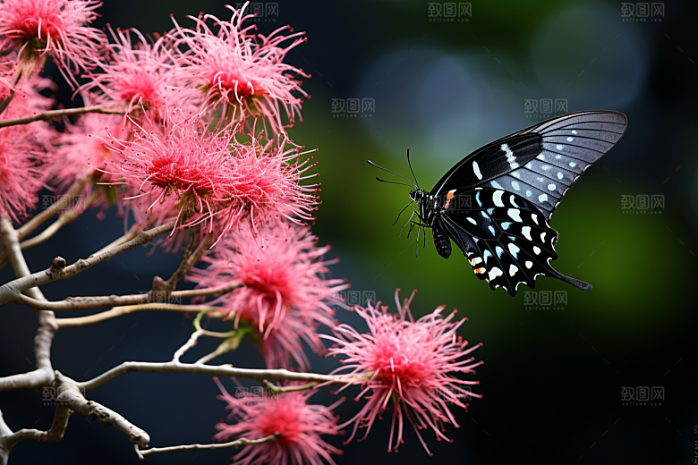 蝴蝶唯美自然摄影图