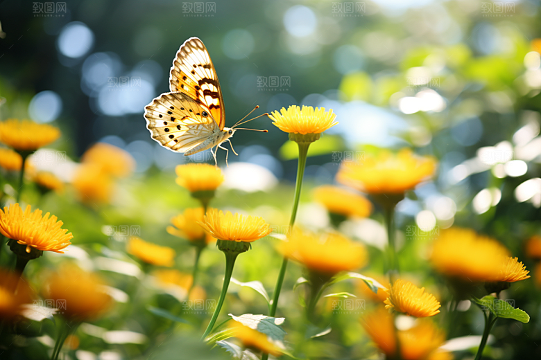 蝴蝶花朵飞虫摄影图