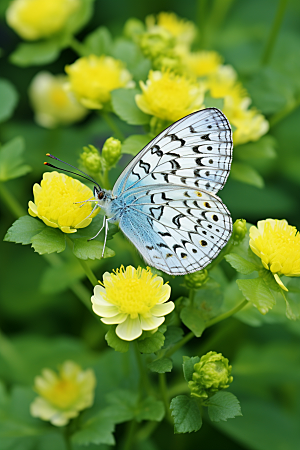 蝴蝶高清花卉摄影图