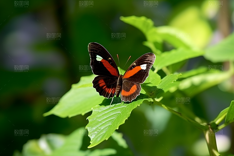 蝴蝶春季飞虫摄影图