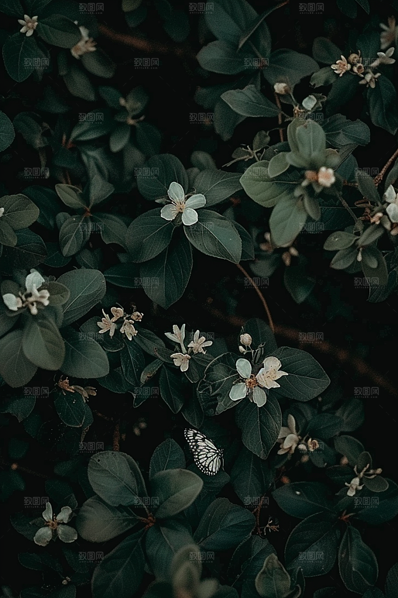 蝴蝶生态花卉摄影图