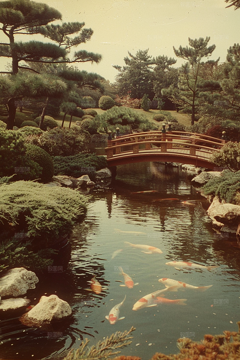 水塘锦鲤春节高清素材