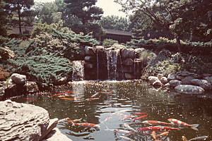 水塘锦鲤山水祝福素材