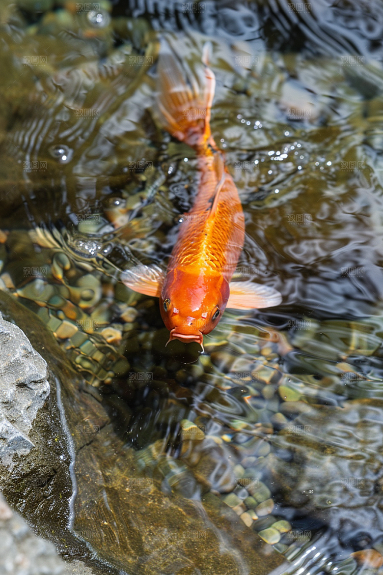 水塘锦鲤山水春节素材