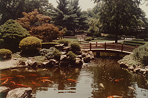 水塘锦鲤春节过年素材