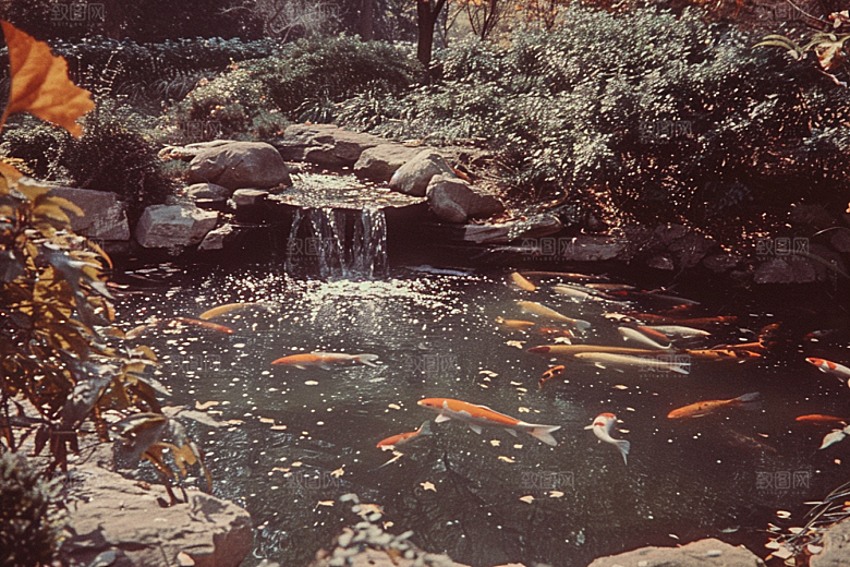 水塘锦鲤春节高清素材