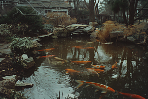 水塘锦鲤新年好运素材