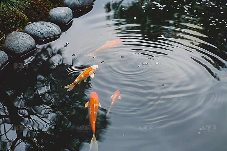 水塘锦鲤春节喜庆素材