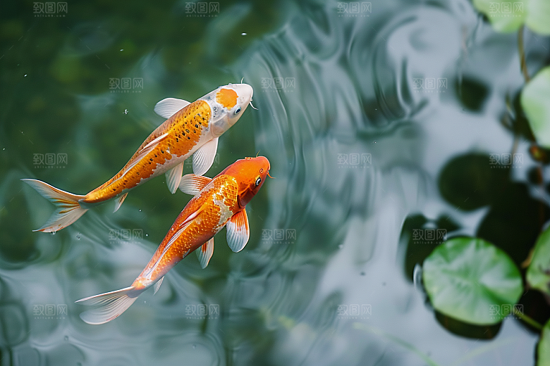 水塘锦鲤春节中国风素材