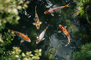 水塘锦鲤中国风园林素材