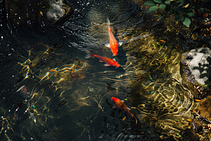 水塘锦鲤水池春节素材