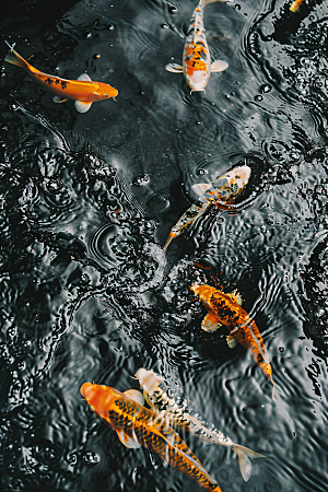 池塘锦鲤高清园景摄影图