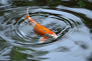 池塘锦鲤园林中式摄影图