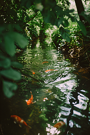 池塘锦鲤园林许愿摄影图