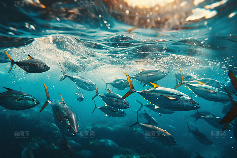 金枪鱼水族海产素材