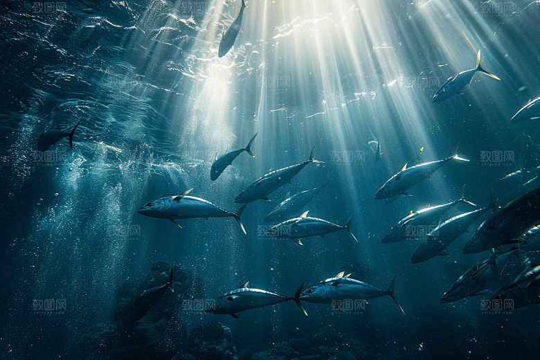 金枪鱼水族新鲜素材