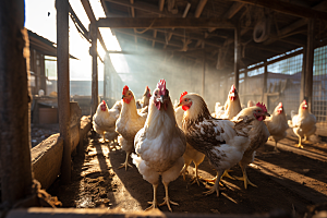 养鸡场农业养殖鸡笼摄影图