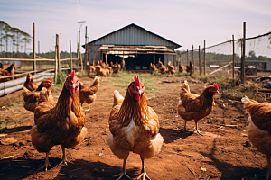养鸡场农场高清摄影图