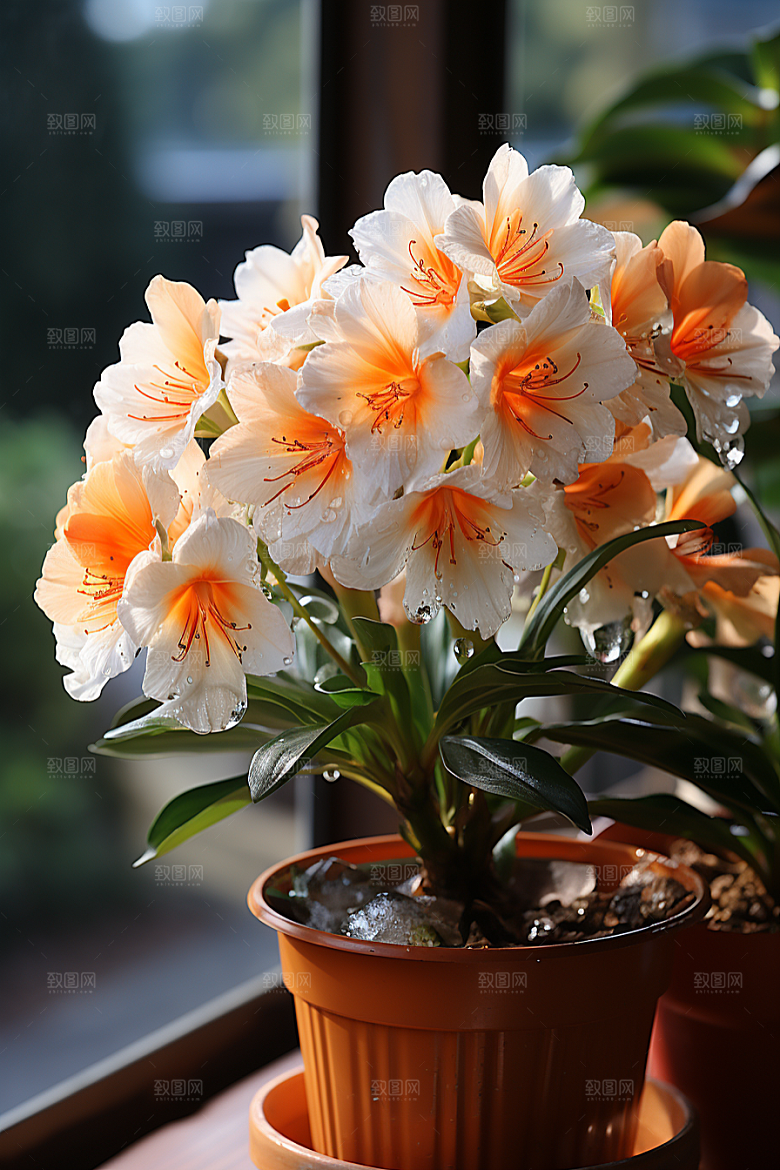 君子兰花卉植物摄影图