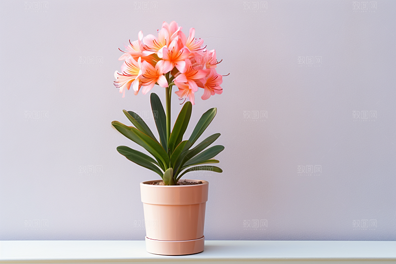 君子兰盆栽植物摄影图