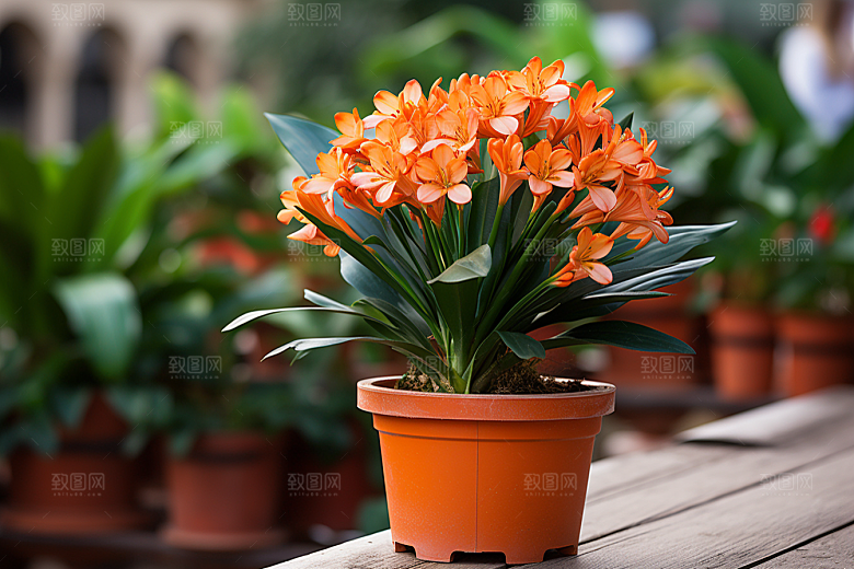 君子兰装饰植物摄影图