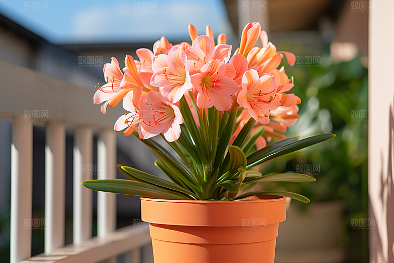 君子兰绿植花卉摄影图