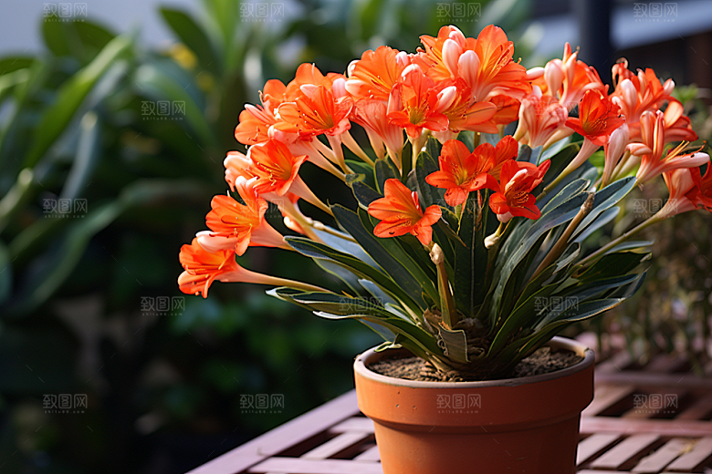 君子兰兰花植物摄影图