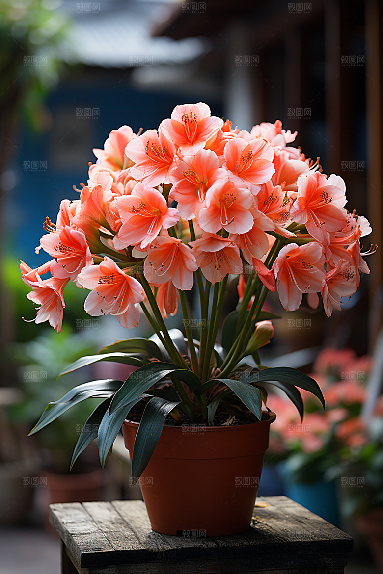 君子兰绿植花卉摄影图