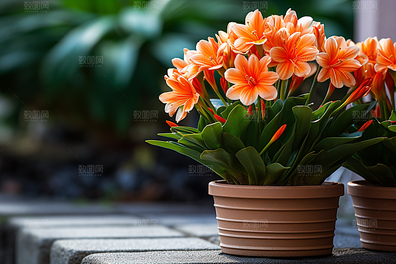 君子兰绿植装饰摄影图