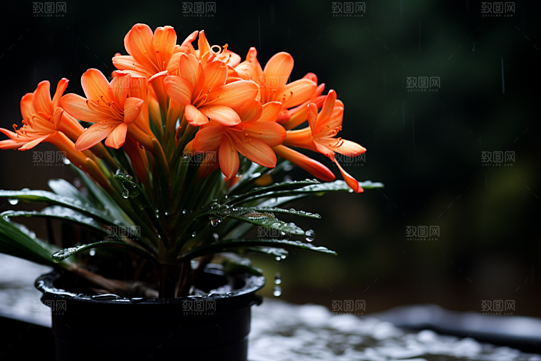 君子兰绿植观赏摄影图