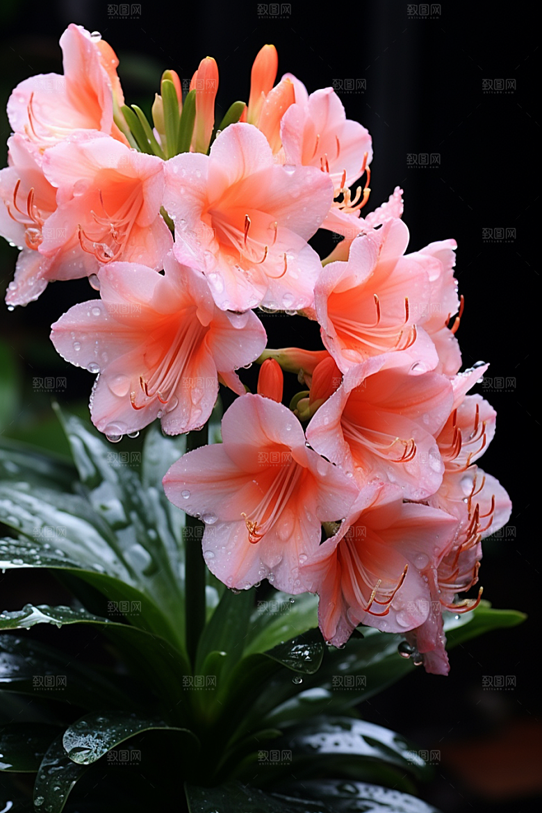 君子兰绿植兰花摄影图