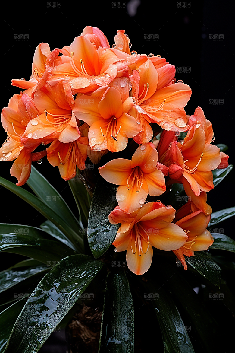 君子兰自然花卉摄影图