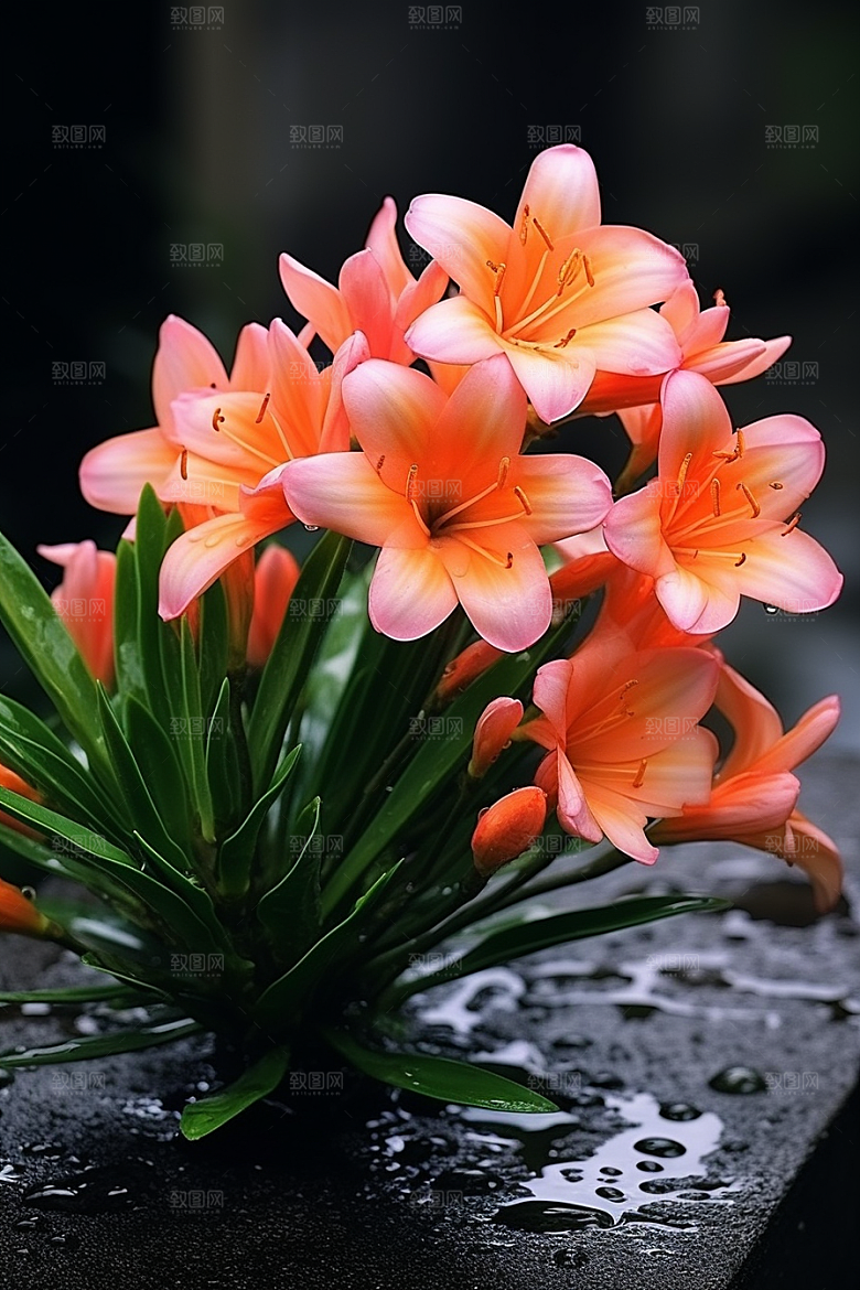 君子兰兰花绿植摄影图