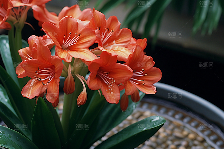 君子兰家居植物摄影图