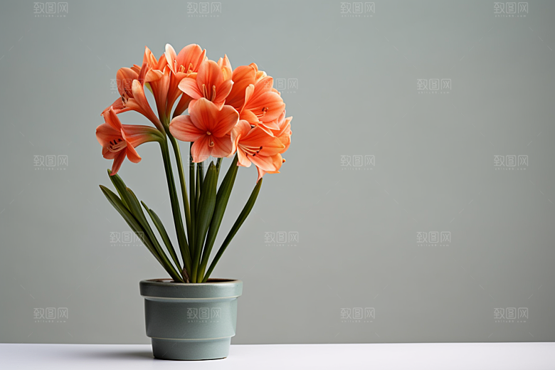 君子兰花卉植物摄影图