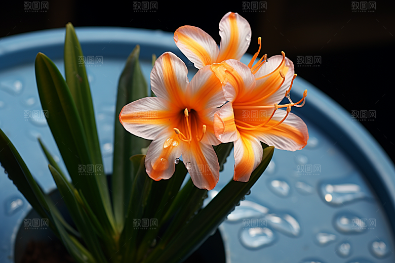 君子兰植物唯美摄影图