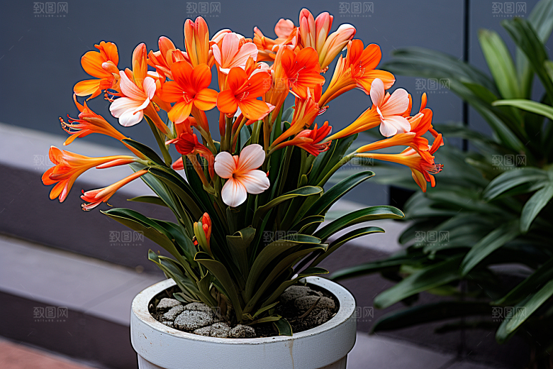 君子兰绿植花卉摄影图