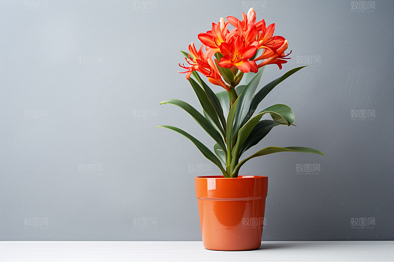 君子兰家居植物摄影图