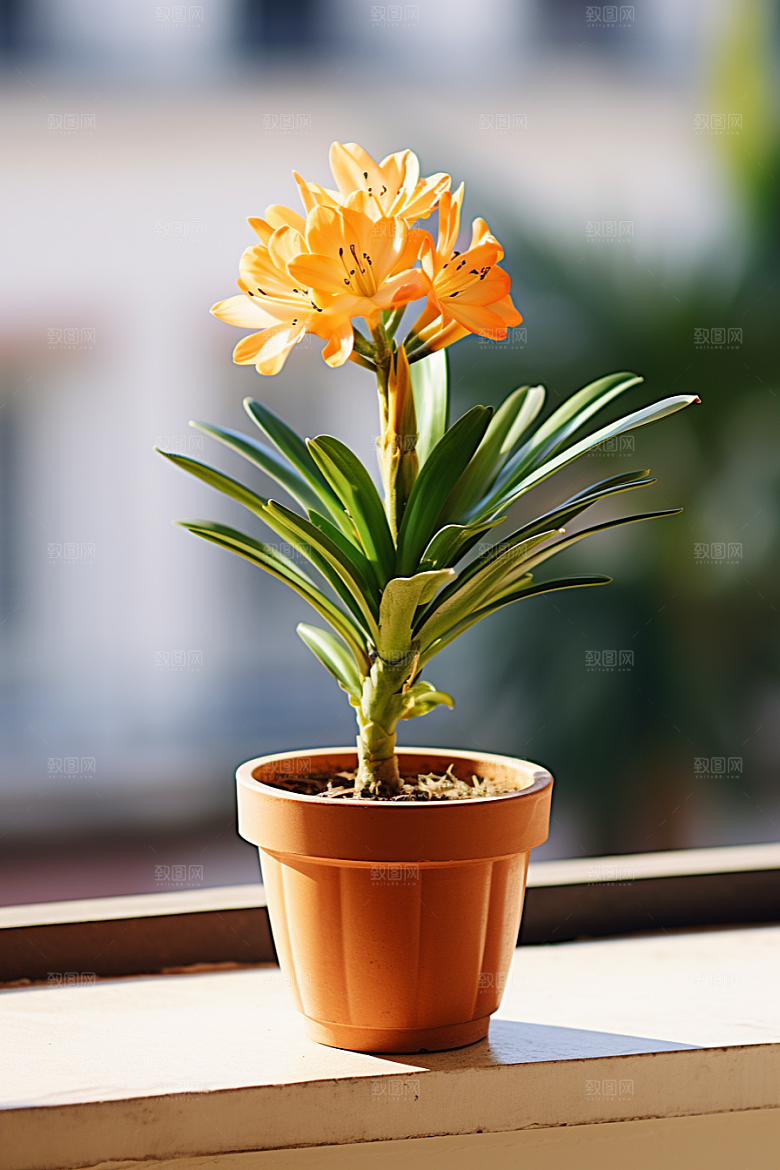君子兰兰花家居摄影图