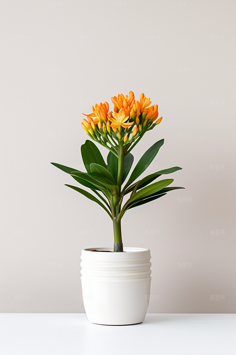 君子兰花卉植物摄影图