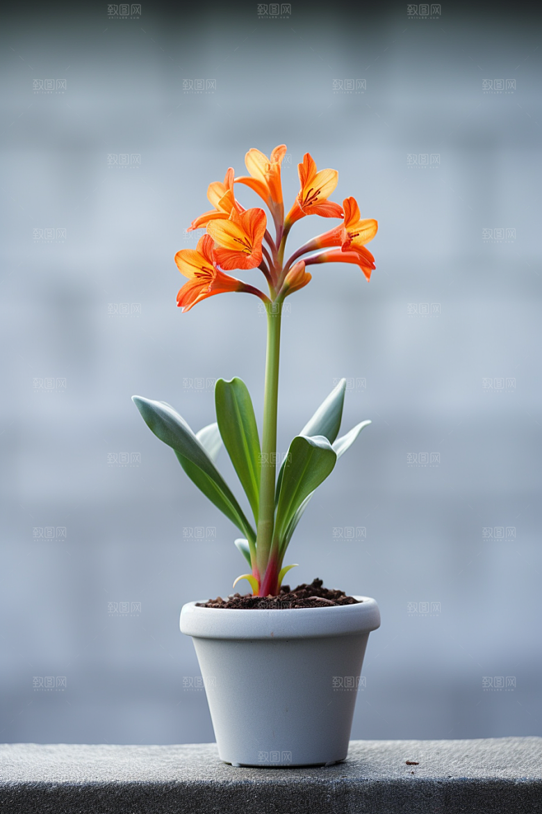 君子兰高清绿植摄影图