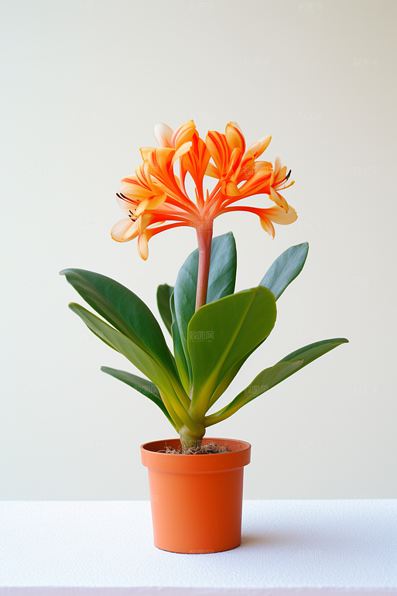 君子兰绿植花卉摄影图