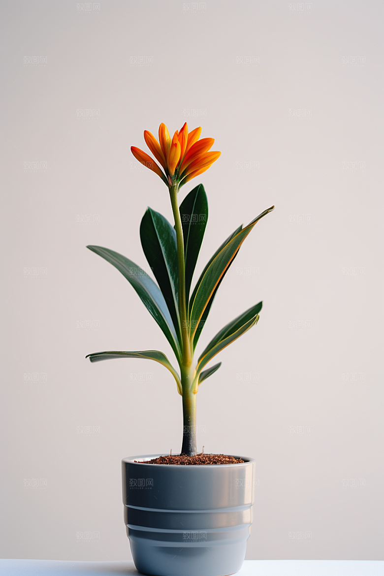 君子兰植物家居摄影图