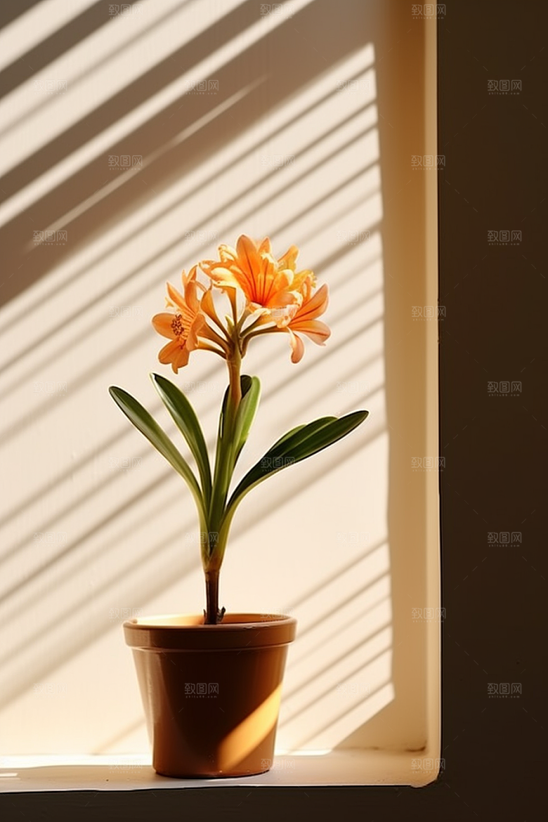 君子兰绿植自然摄影图