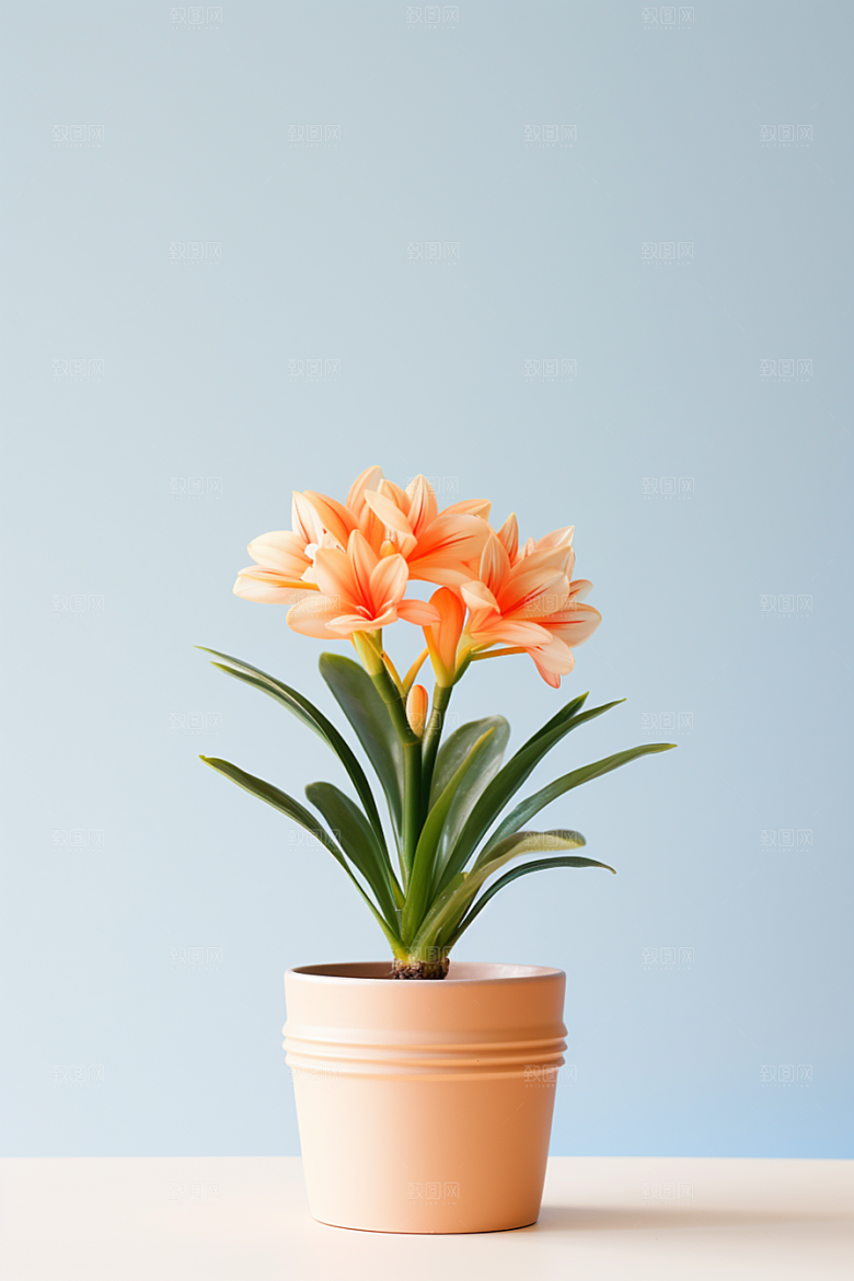 君子兰植物家居摄影图