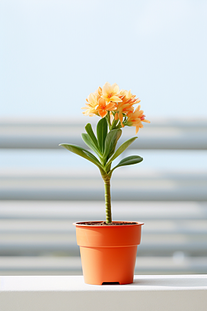 君子兰兰花绿植摄影图