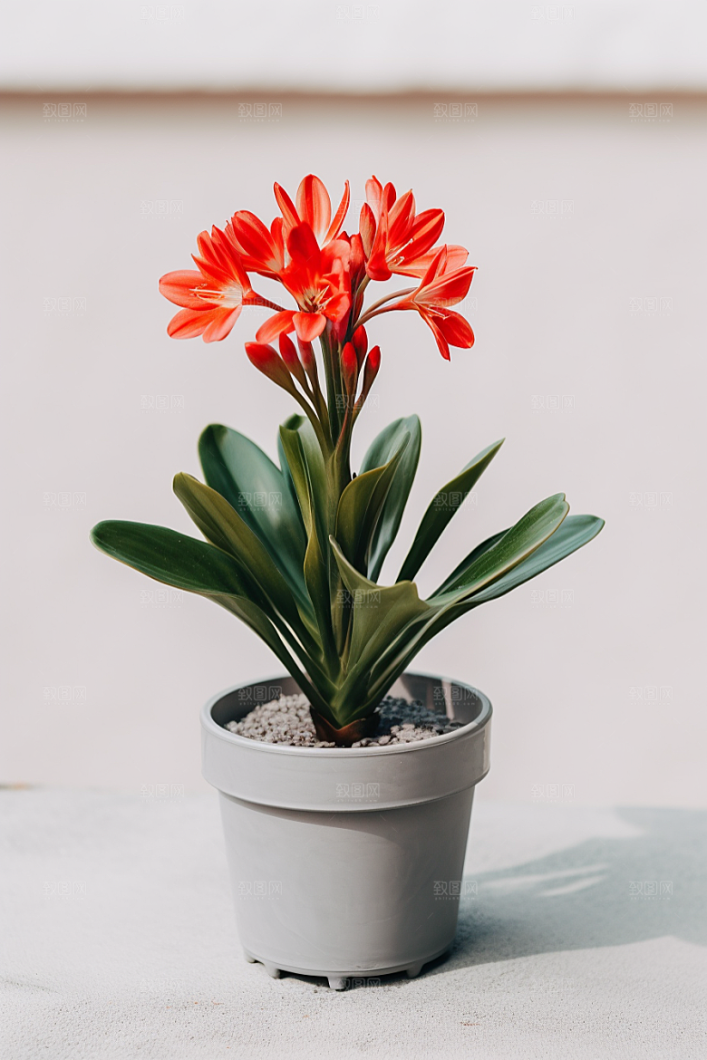 君子兰盆栽植物摄影图