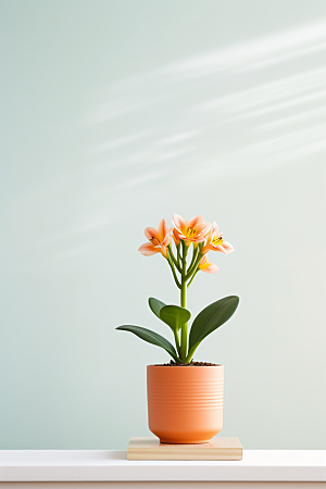 君子兰家居绿植摄影图